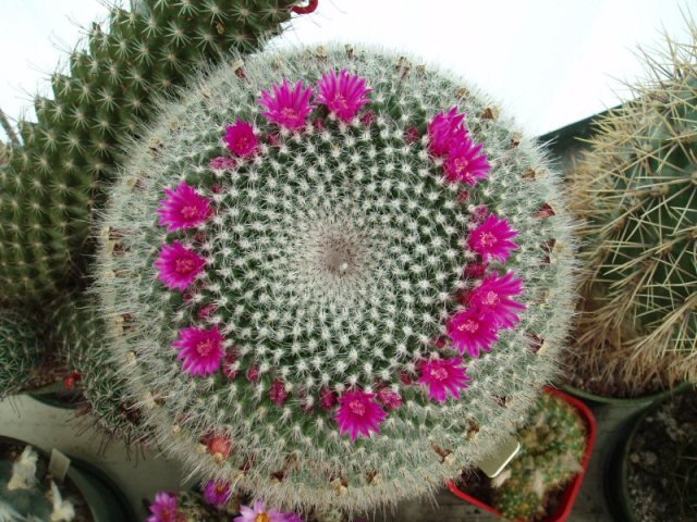 Mammillaria_hahniana